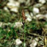 Carex liparocarpos Alia