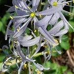 Camassia leichtlinii 花