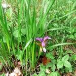 Iris graminea Flower