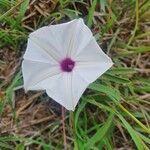 Ipomoea mombassana 花