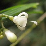 Psychotria taxifolia Flor