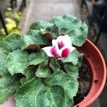 Cyclamen spp. List