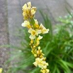 Sisyrinchium striatumFlower