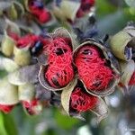 Tetracera billardierei Flower