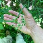 Scirpus atrovirens Mbuma