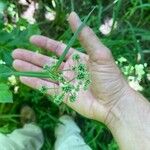 Scirpus atrovirens Fruit