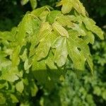 Acer campestre ഇല