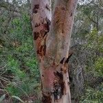 Angophora costata Écorce