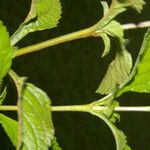 Stachytarpheta frantzii Frunză