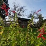 Salvia splendens ᱥᱟᱠᱟᱢ