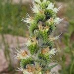 Echium flavum Fruto