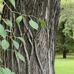 Euonymus maackii Bark