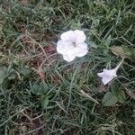 Petunia axillaris Fleur