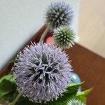 Echinops bannaticus Flor