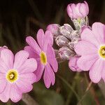 Primula laurentiana Fleur