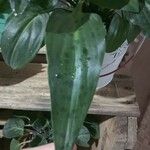 Drimiopsis maculata 葉