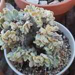 Kalanchoe tomentosaLevél