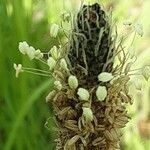 Plantago argentea Květ