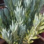 Curio repens पत्ता