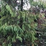 Cupressus cashmeriana Φύλλο