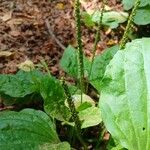 Plantago major Плод