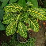 Sanchezia nobilis Folha