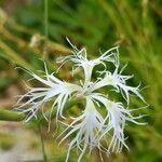 Dianthus superbus Flower