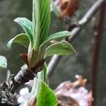 Viburnum × bodnantense Lapas