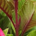 Fuchsia triphylla Bark