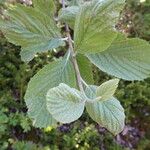 Sorbus aria Lapas