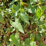 Antigonon leptopusഇല