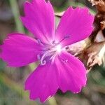 Dianthus carthusianorum Květ