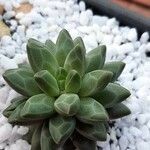 Pachyphytum compactum Liść