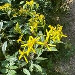 Senecio ovatusFlower