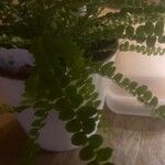 Asplenium viride Yaprak