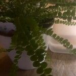 Asplenium viride Лист