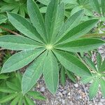 Lupinus polyphyllus Feuille