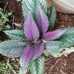 Strobilanthes auriculata Foglia