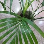 Howea forsteriana Otro