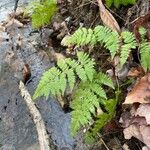 Dryopteris intermedia Hábito