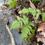 Dryopteris intermedia Хабит