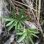 Viola pinnata Leaf