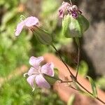 Vaccaria hispanica 花