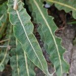 Verbascum speciosum Leaf