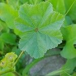 Malva parviflora Blad