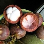 Garcinia mangostana Vrucht