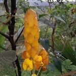 Senna reticulata Flower
