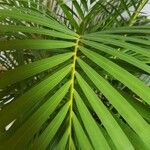 Dypsis lutescensЛисток