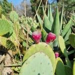 Opuntia strictaFruchs