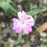 Petrorhagia velutina Flower